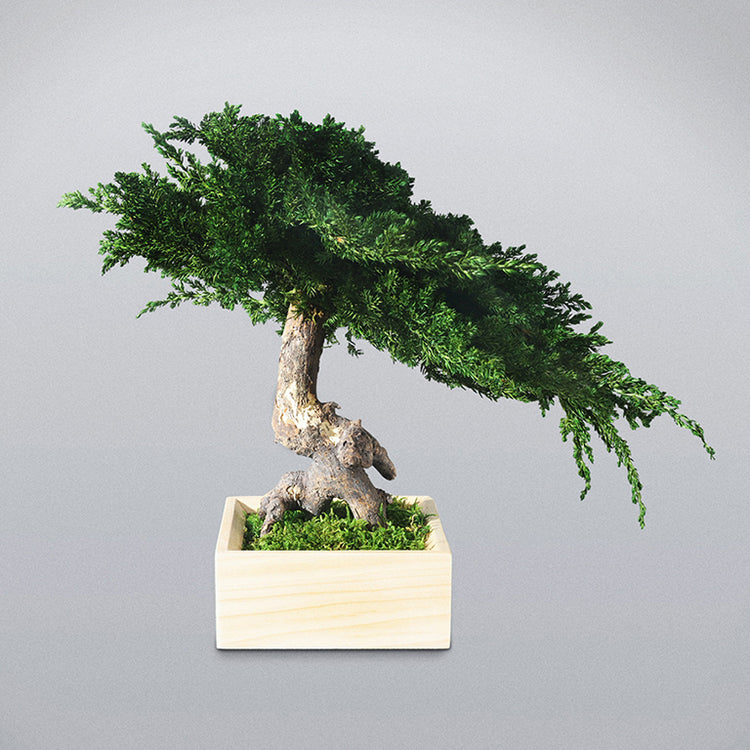 Bonsai stabilizzato Zen Floritecture con chioma verde inclinata e vaso in legno