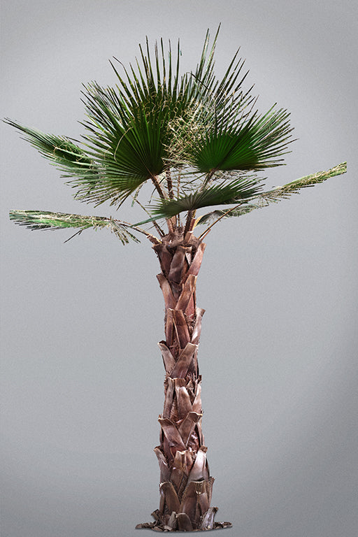 Palme stabilizzate: un tocco esotico e senza tempo per ambienti sofisticati