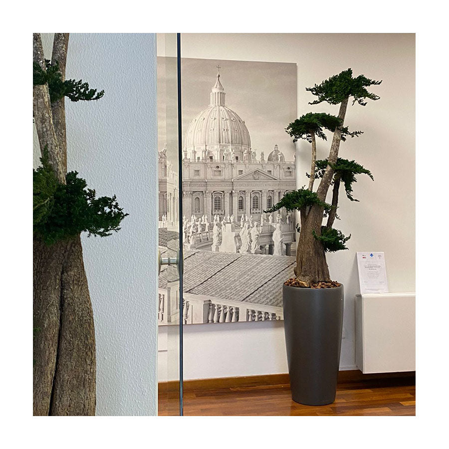 Dal Concept al Progetto: Come Arredare con Piante e Alberi Stabilizzati