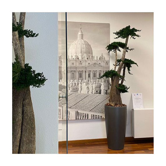 Dal Concept al Progetto: Come Arredare con Piante e Alberi Stabilizzati