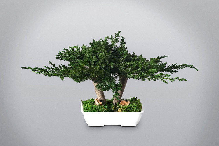 Bonsai stabilizzato Feng Shui con doppio tronco – Antonia Flowers Roma