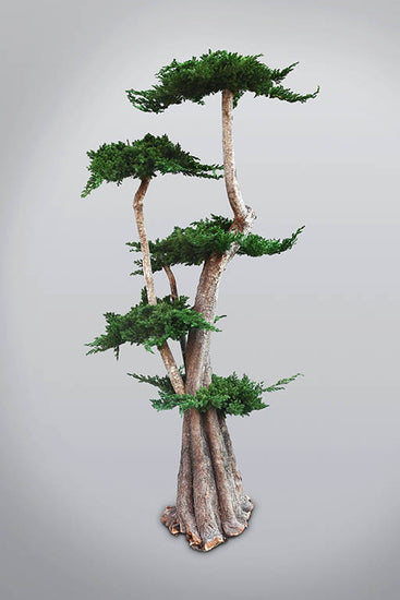 Albero stabilizzato Jumbo con chioma scolpita e tronchi naturali