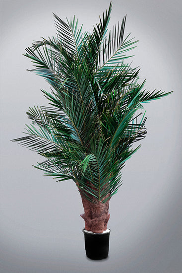 Palma stabilizzata Urban Jungle Floritecture con chioma verde folta e slanciata
