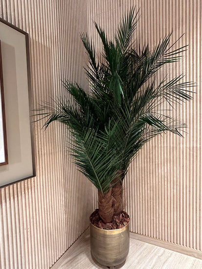 Palma stabilizzata Floritecture in vaso decorativo per ambienti interni